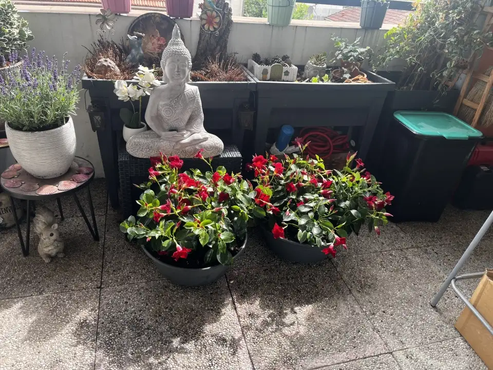 Fleurs d'été pour une tombre couple de dipladénia